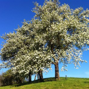 Der Birnenbaum in voller Blüte - auch Seminarräume sind danach benannt